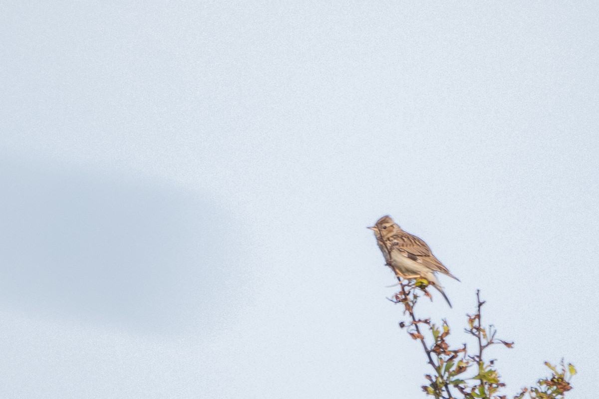 Wood Lark - Jeff Hullstrung