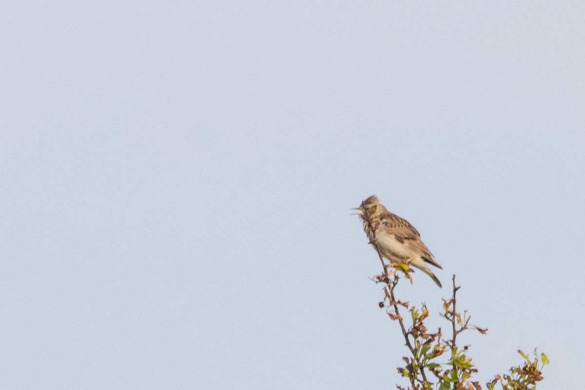 Wood Lark - ML618437740