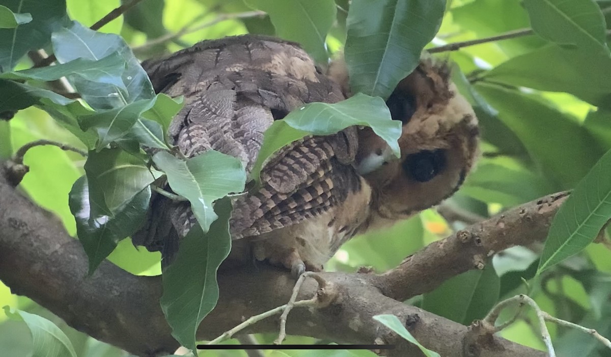 Jamaican Owl - Michele Burnat