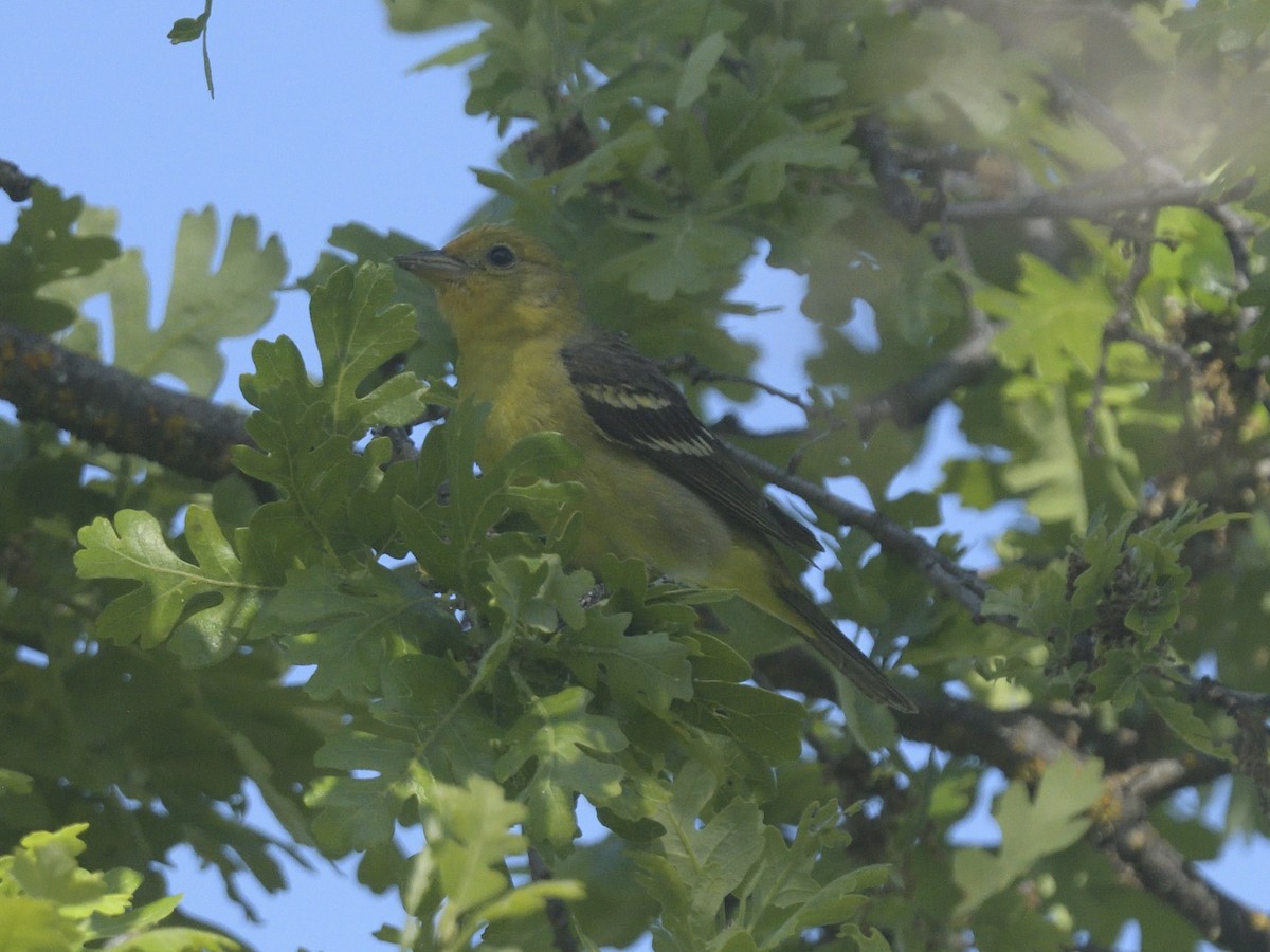 Western Tanager - Alan Bade