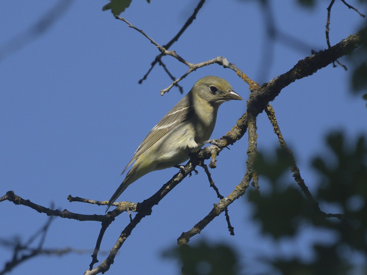 Western Tanager - Alan Bade