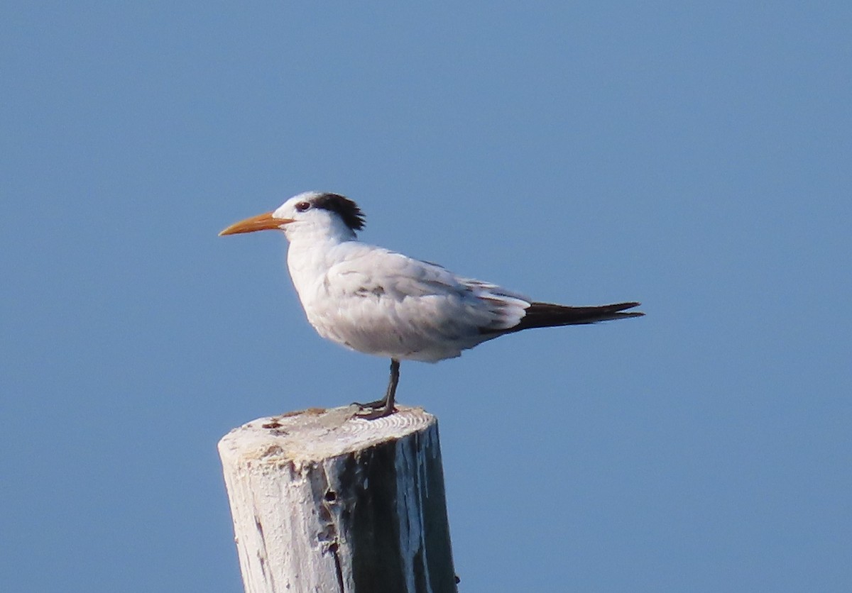 Royal Tern - Susan Pepper