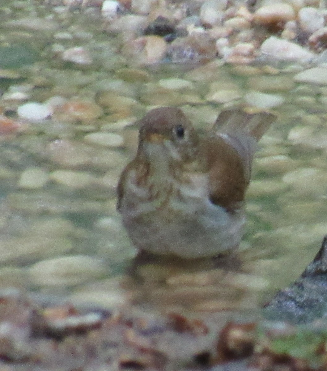 קיכלי חלוד-גב - ML618437822