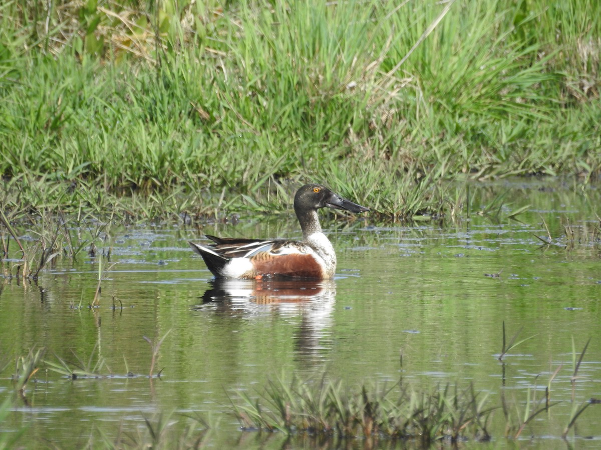 lžičák pestrý - ML618437829