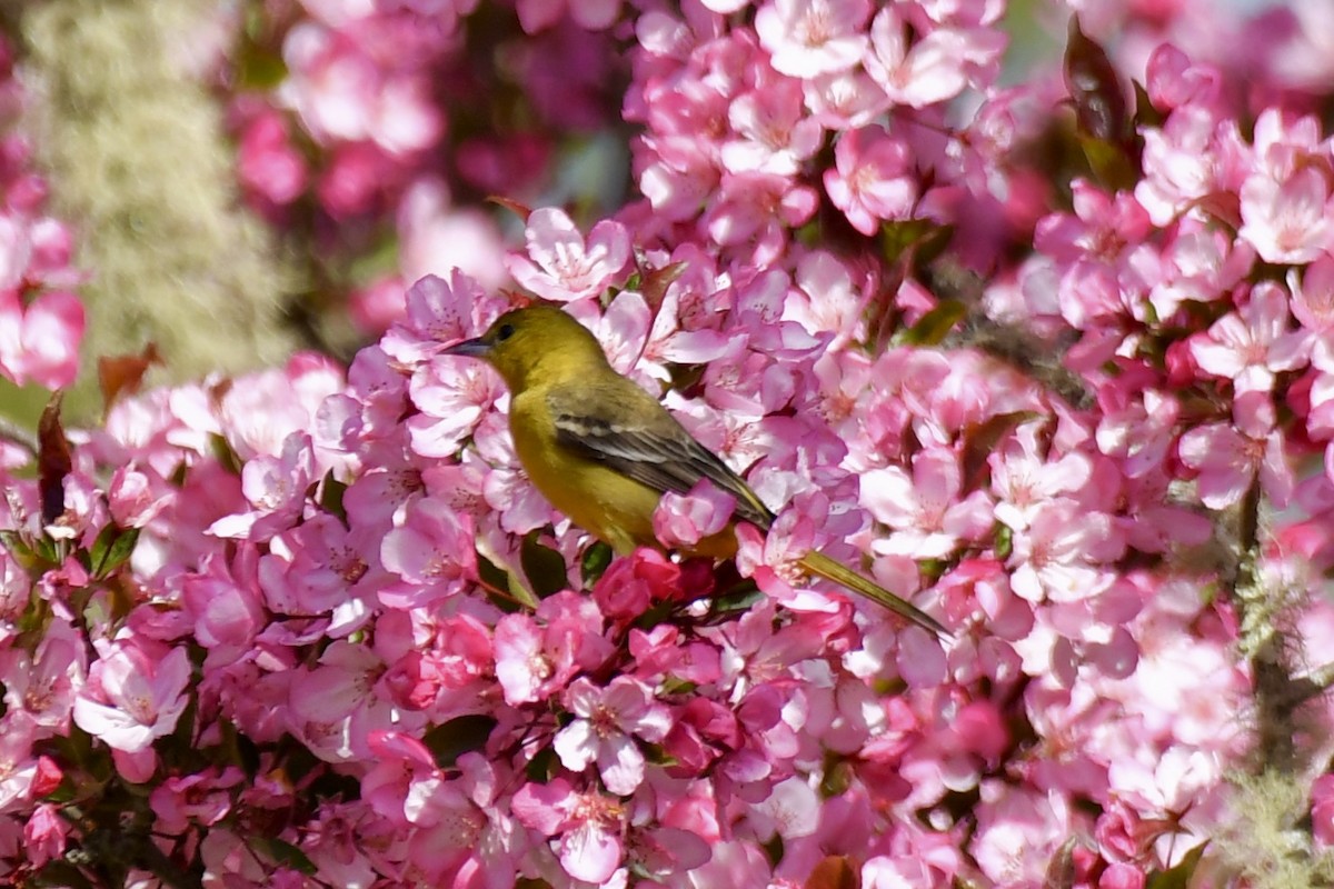 Orchard Oriole - ML618437830