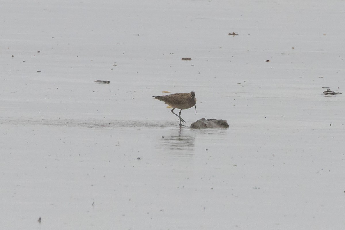 Regenbrachvogel - ML618437839