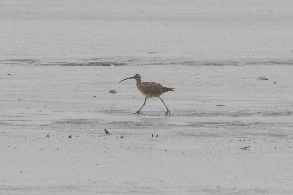 Whimbrel - Gordon Starkebaum