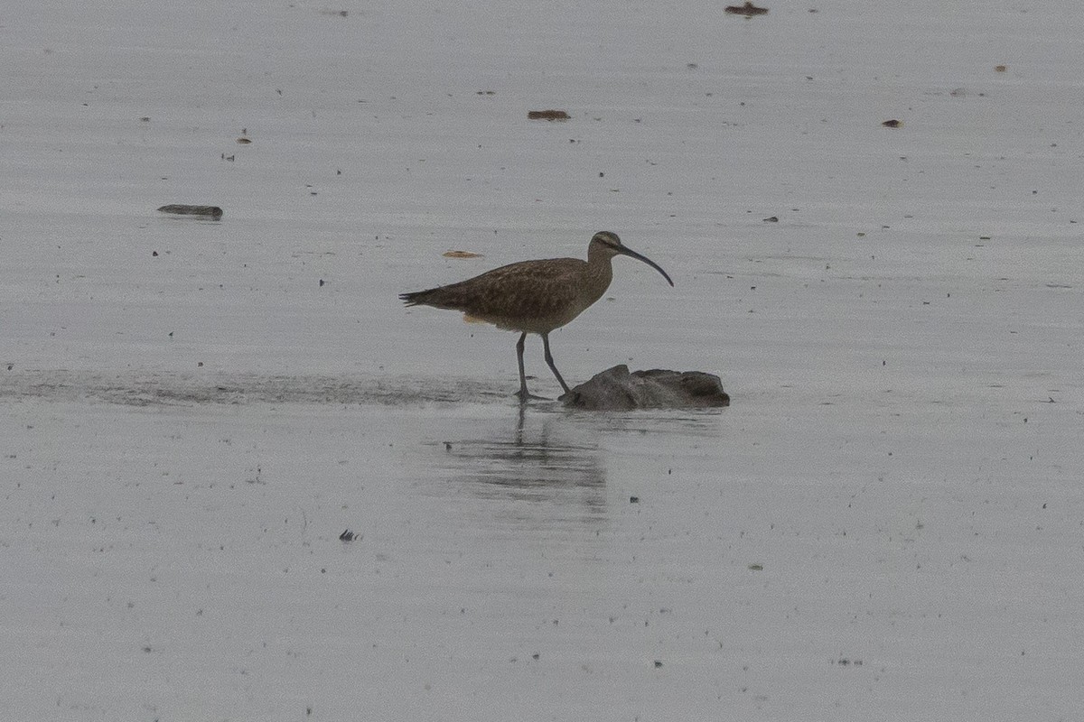 Whimbrel - Gordon Starkebaum