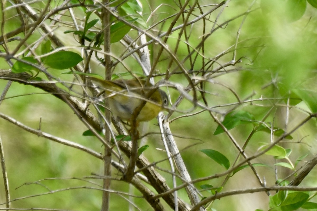 Nashville Warbler - Sue Palmer