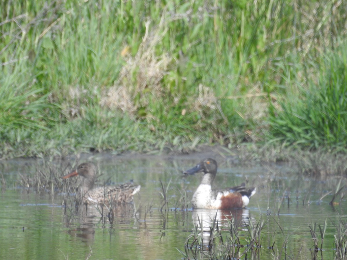 lžičák pestrý - ML618437892