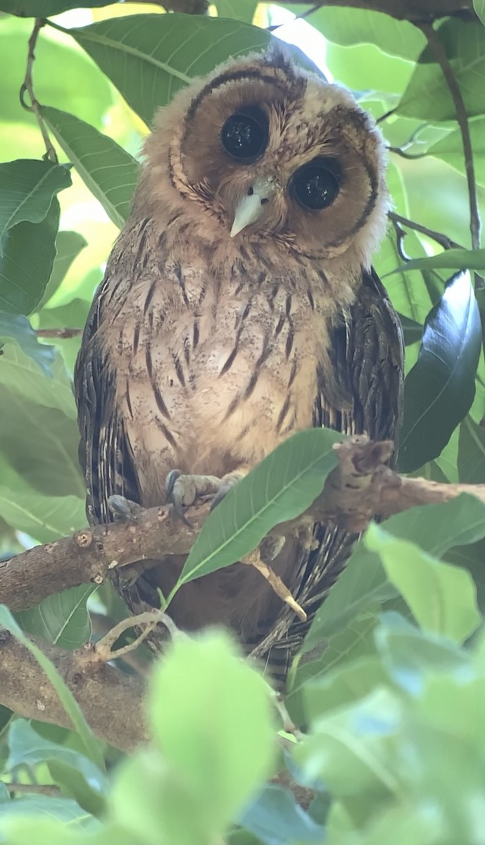 Jamaican Owl - Michele Burnat