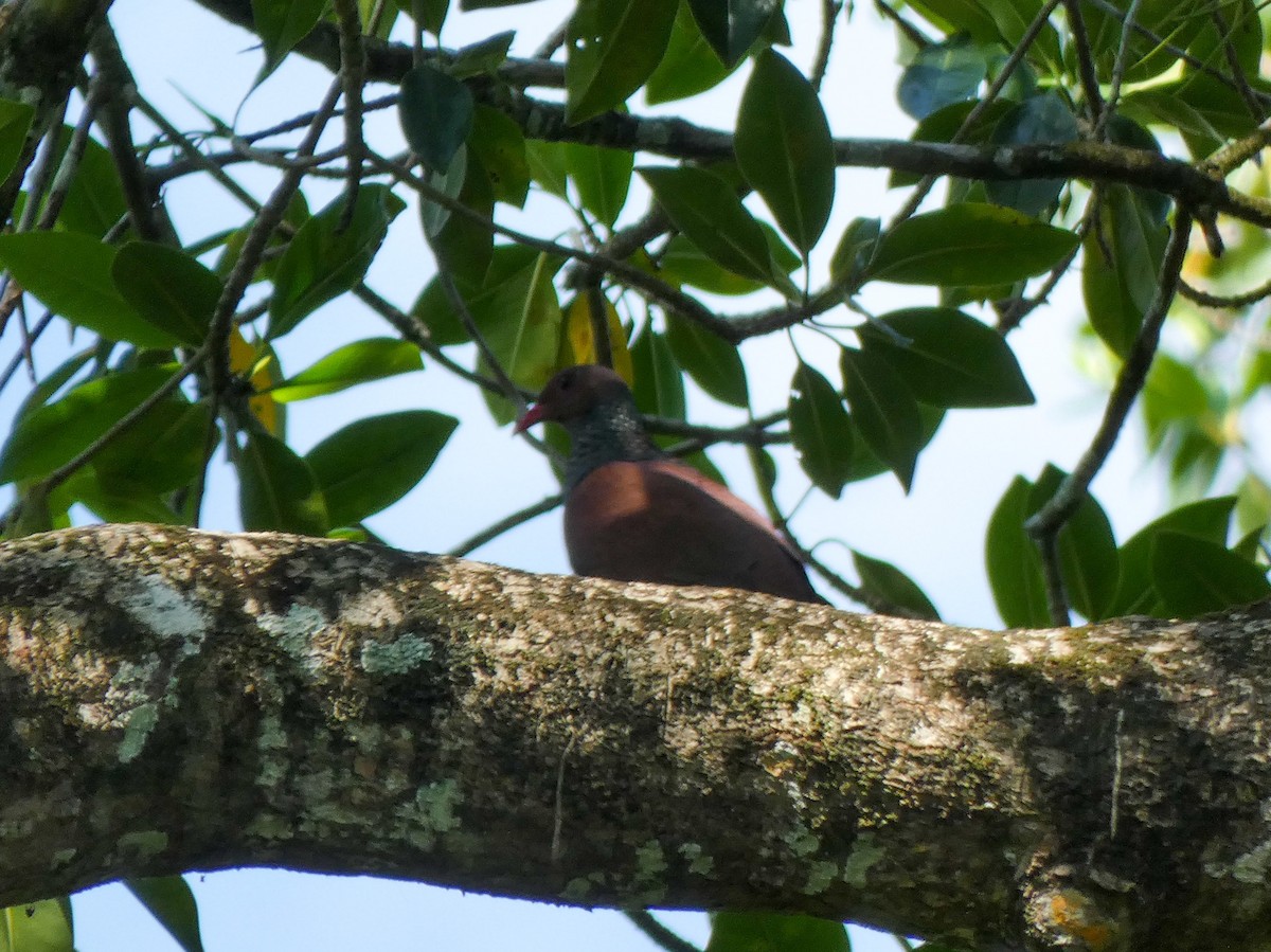 Scaled Pigeon - Cesar Contreras