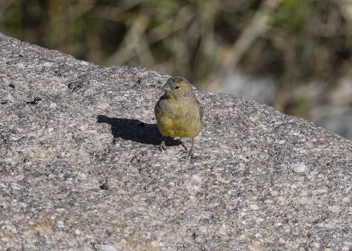 Greenish Yellow-Finch - VERONICA ARAYA GARCIA