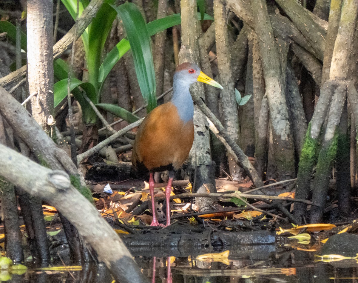 Russet-naped Wood-Rail - ML618437941