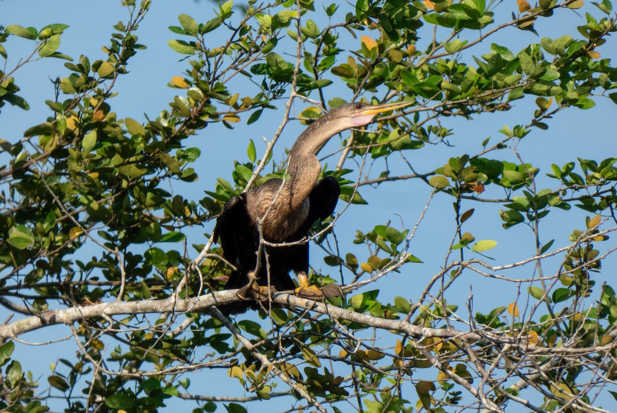 anhinga americká - ML618437950