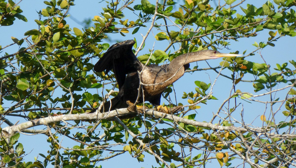 anhinga americká - ML618437951