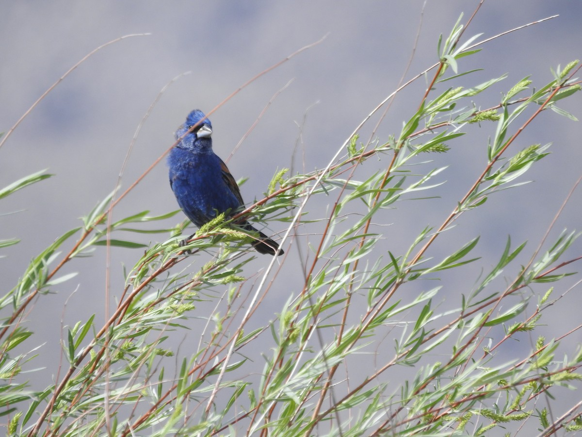 Blue Grosbeak - Kerry Lozito