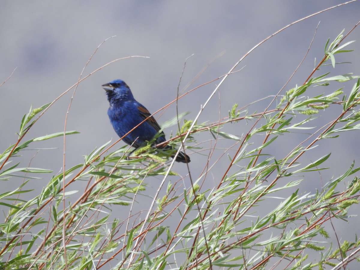 papežík modrý - ML618437963