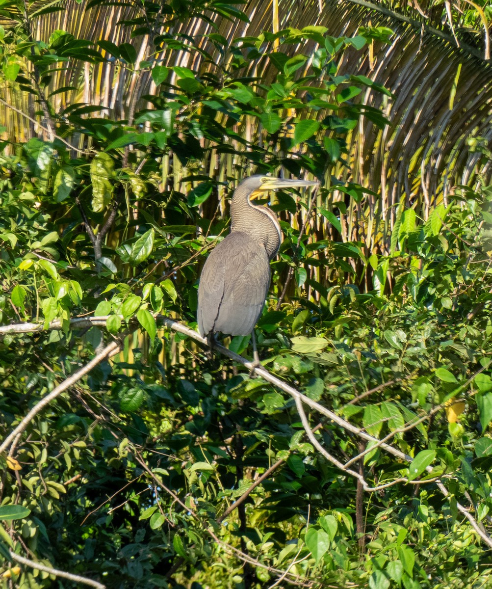 Bare-throated Tiger-Heron - ML618437964