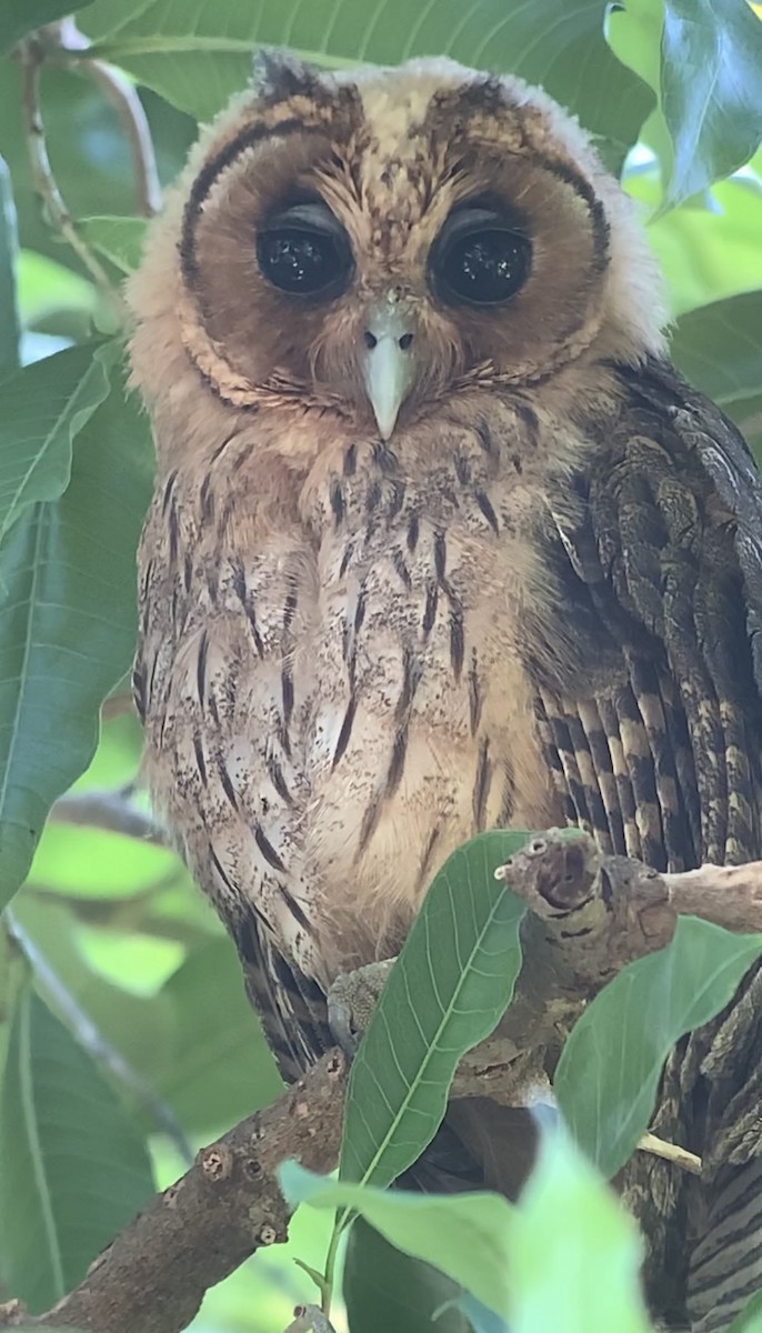 Jamaican Owl - ML618437965