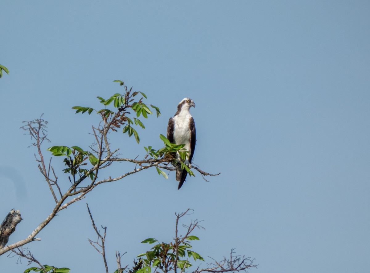 Osprey - ML618437972