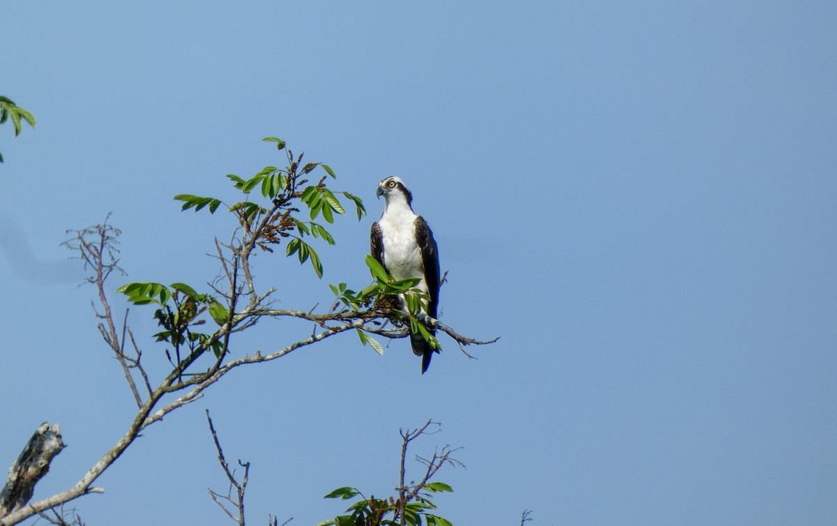 Osprey - ML618437973