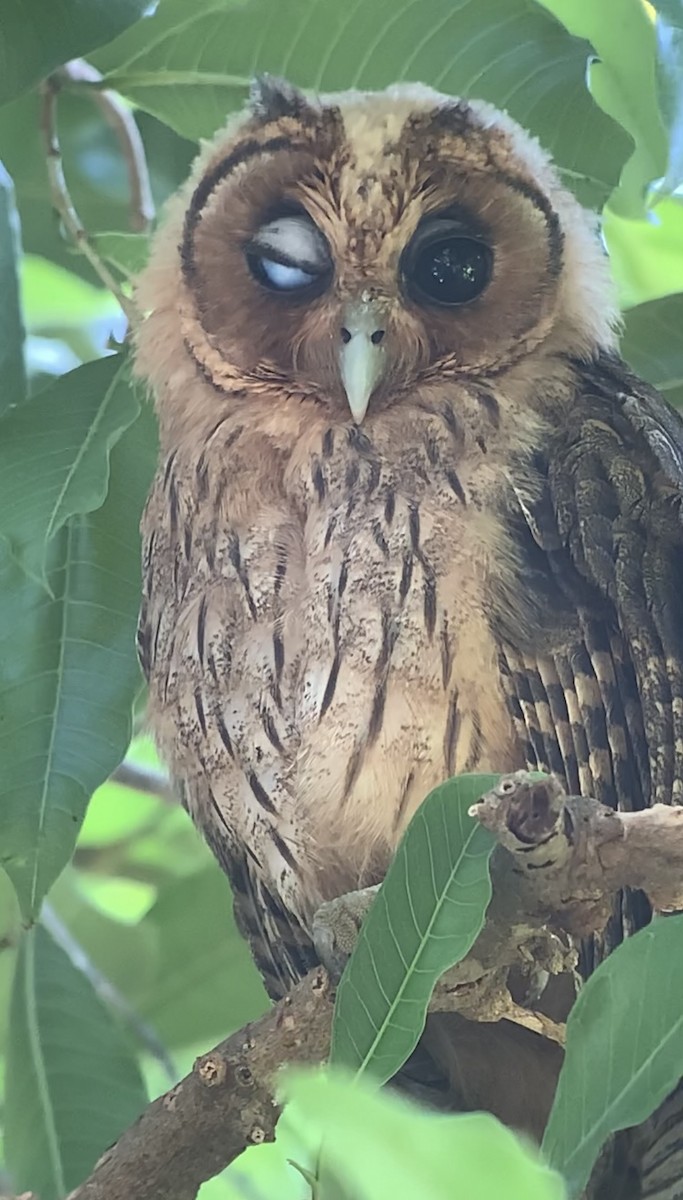 Jamaican Owl - ML618437989
