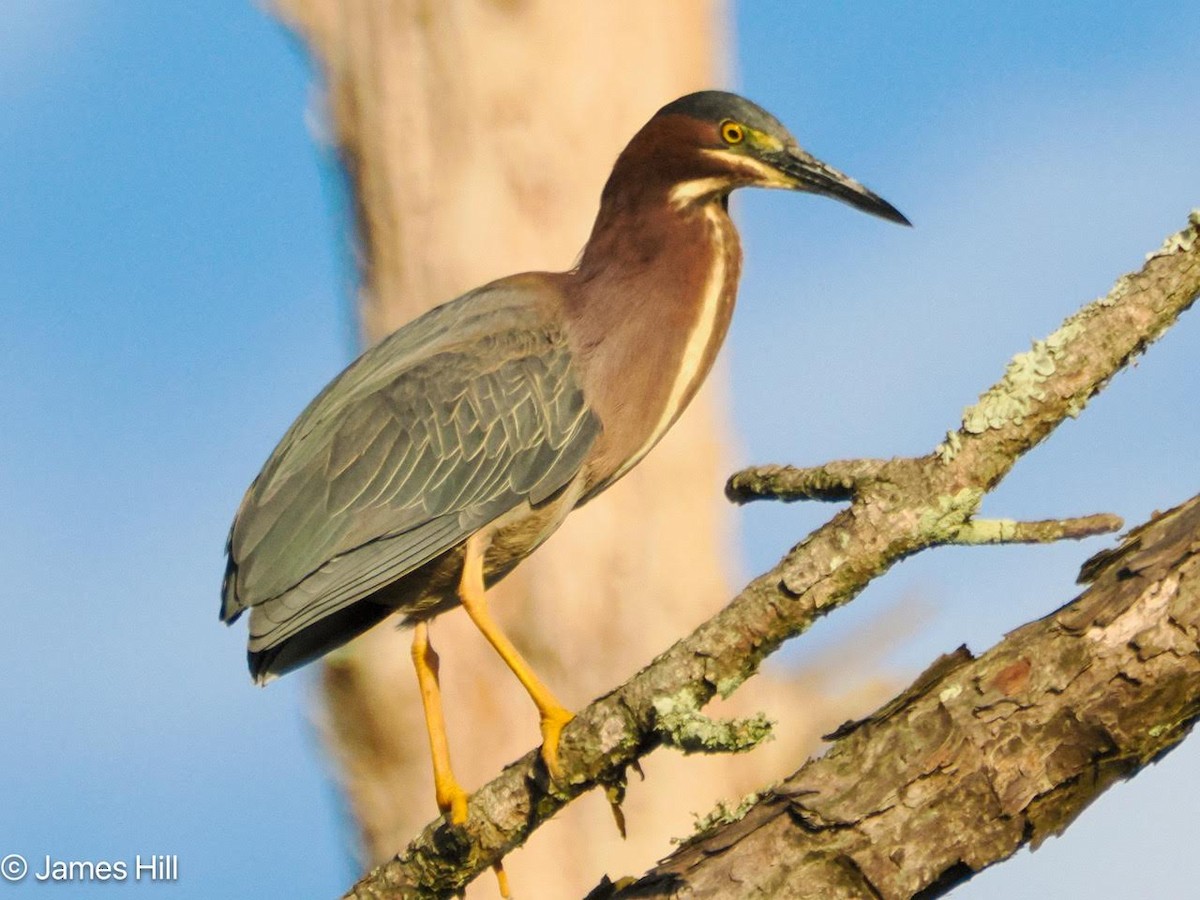 Green Heron - ML618437996