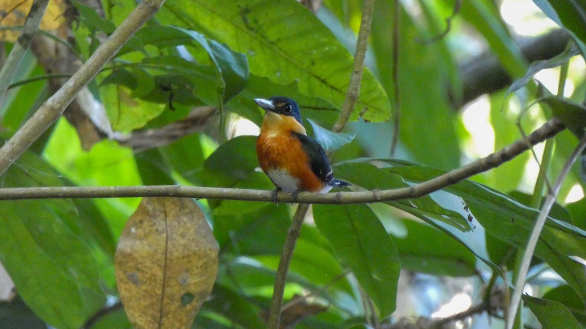 American Pygmy Kingfisher - ML618437997