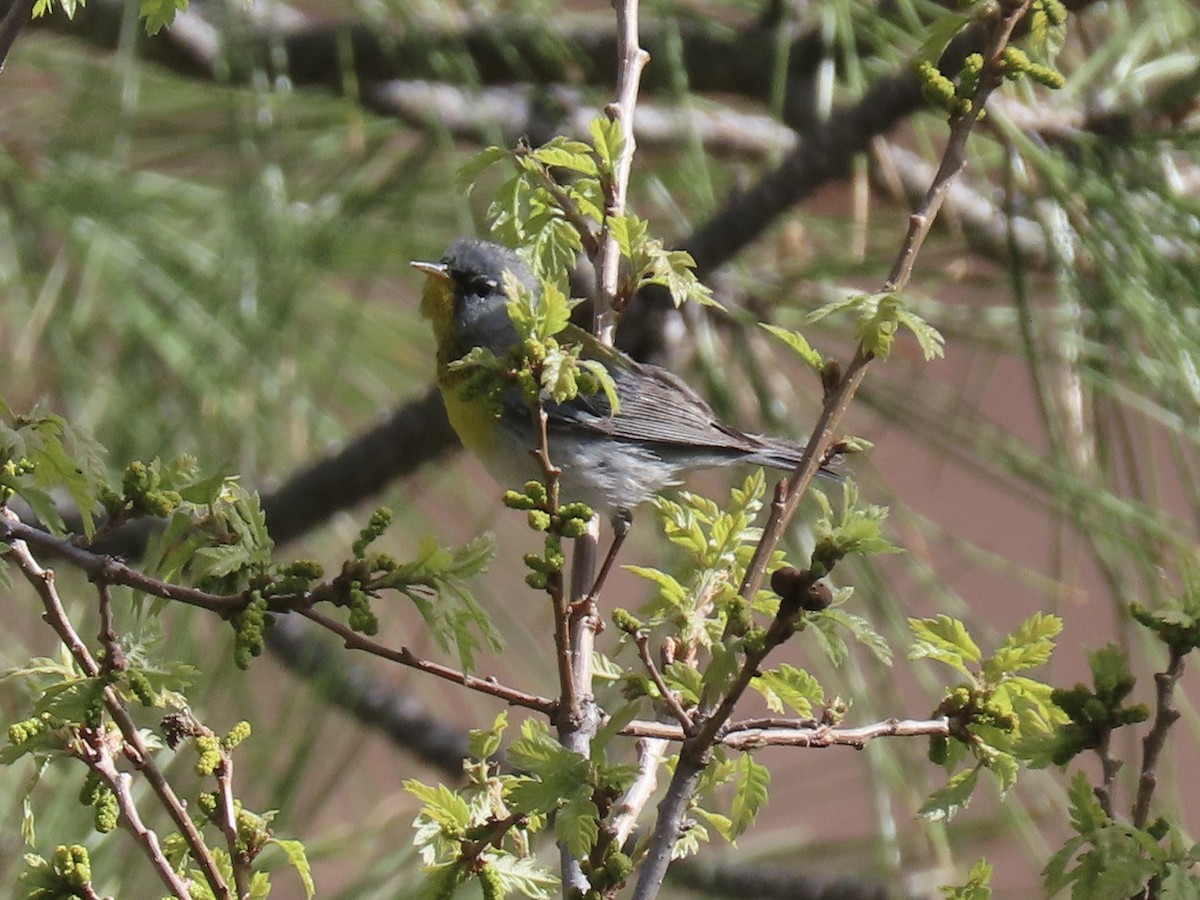 Northern Parula - ML618438014