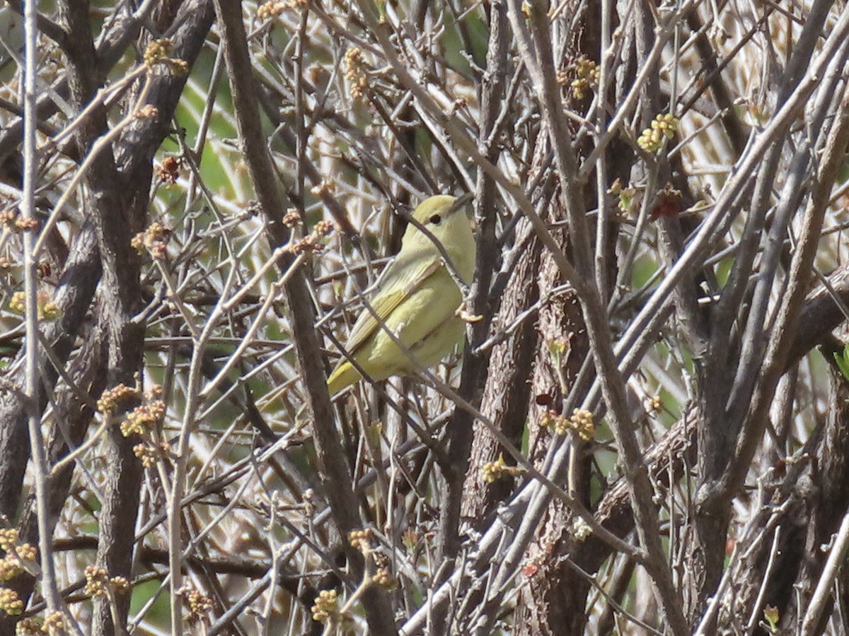 Paruline jaune - ML618438024