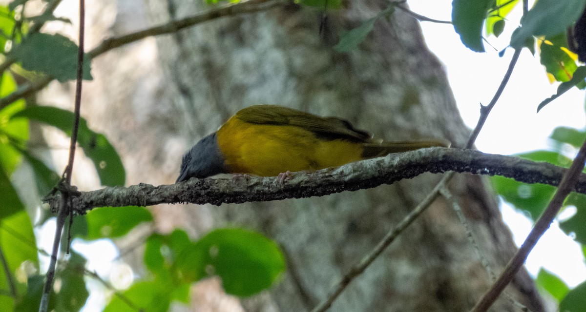 Gray-headed Tanager - ML618438031