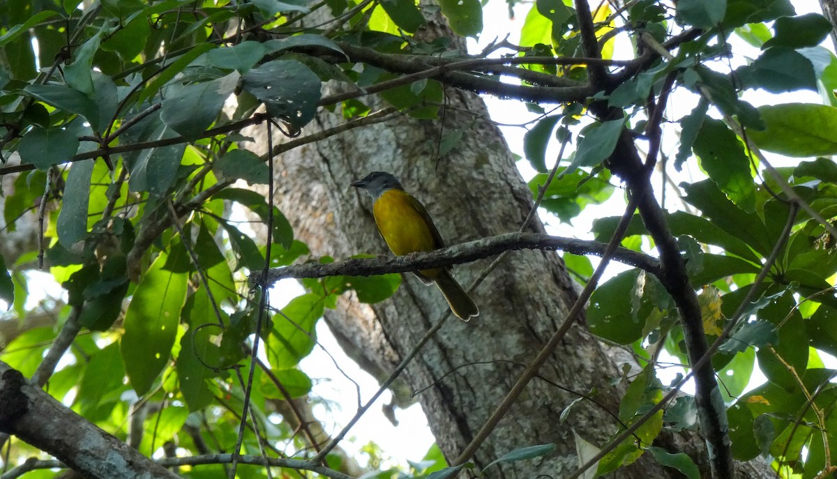 Gray-headed Tanager - ML618438033