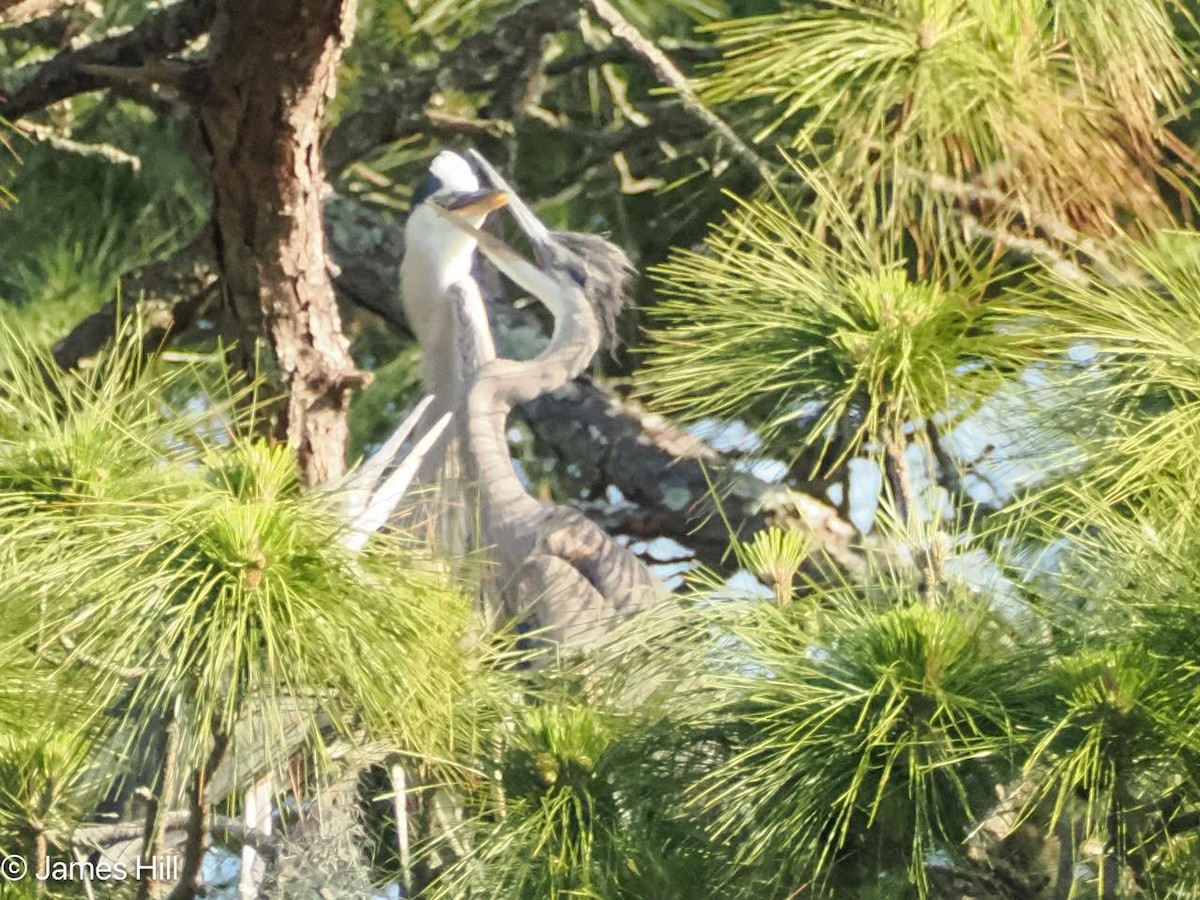 Great Blue Heron - ML618438050