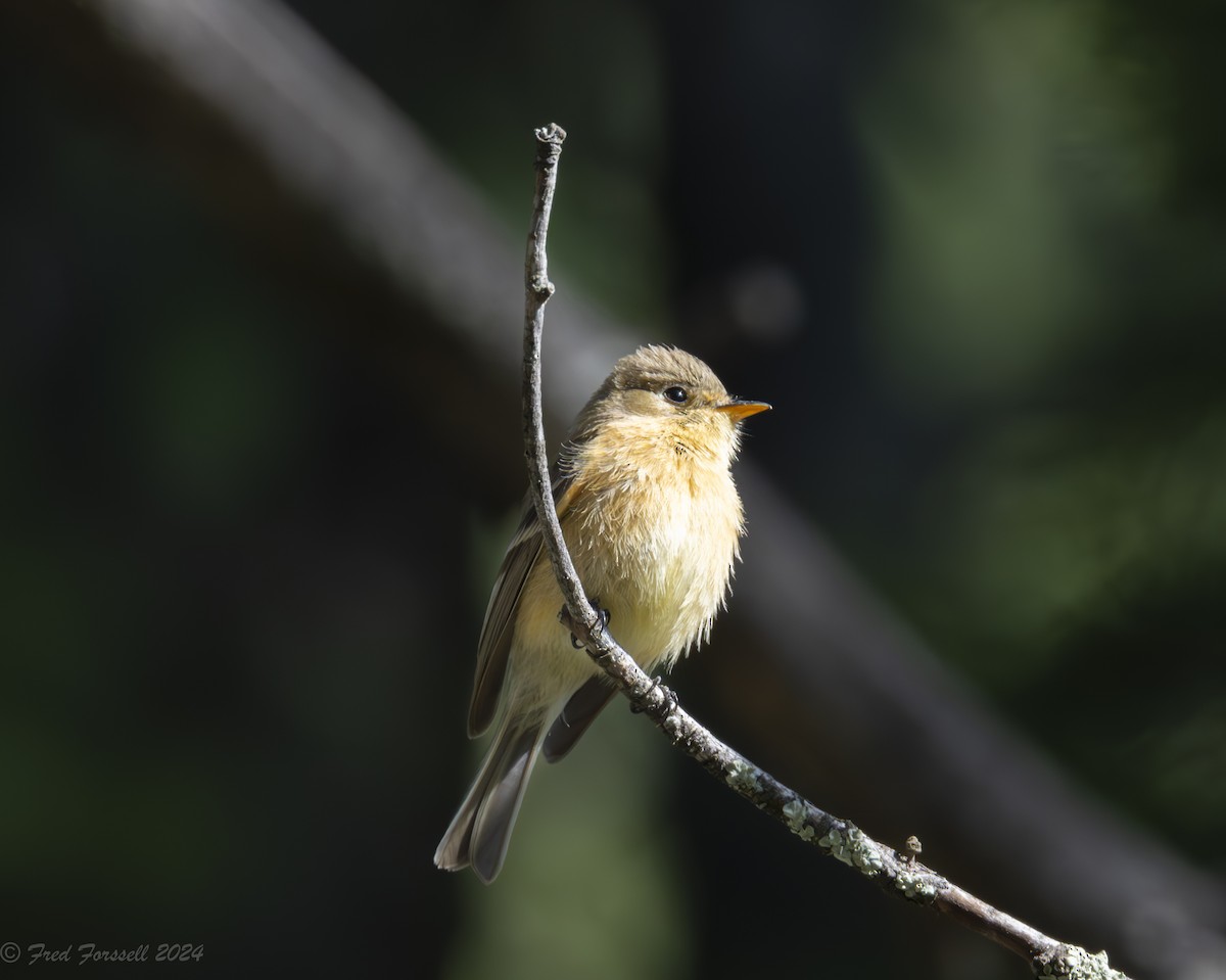 Buff-breasted Flycatcher - ML618438082