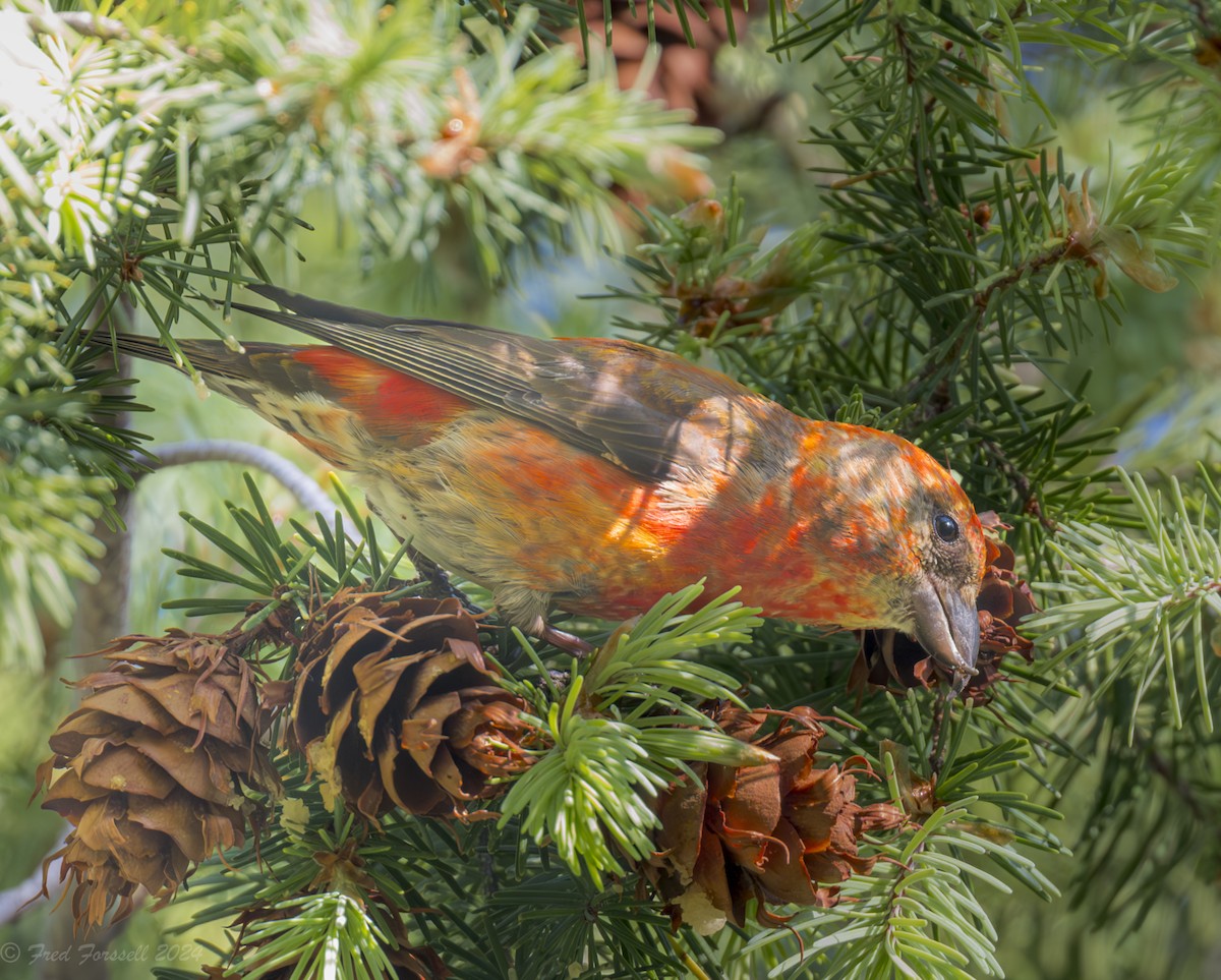 Red Crossbill - ML618438089