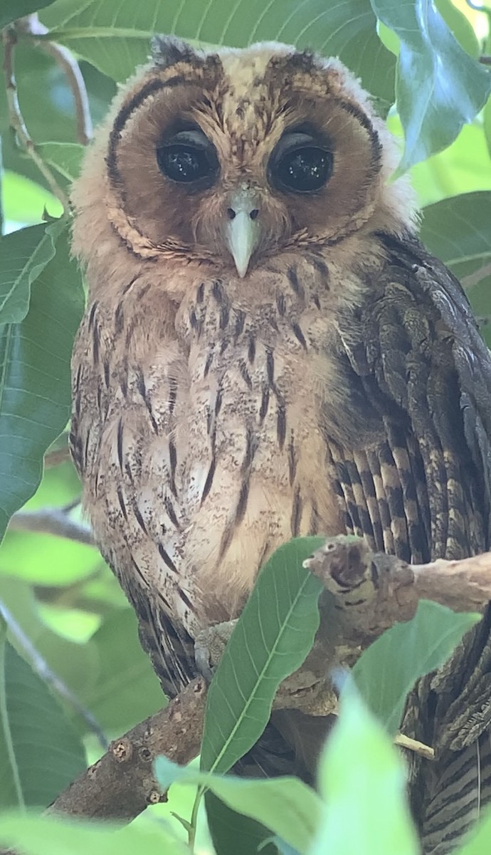 Jamaican Owl - ML618438090