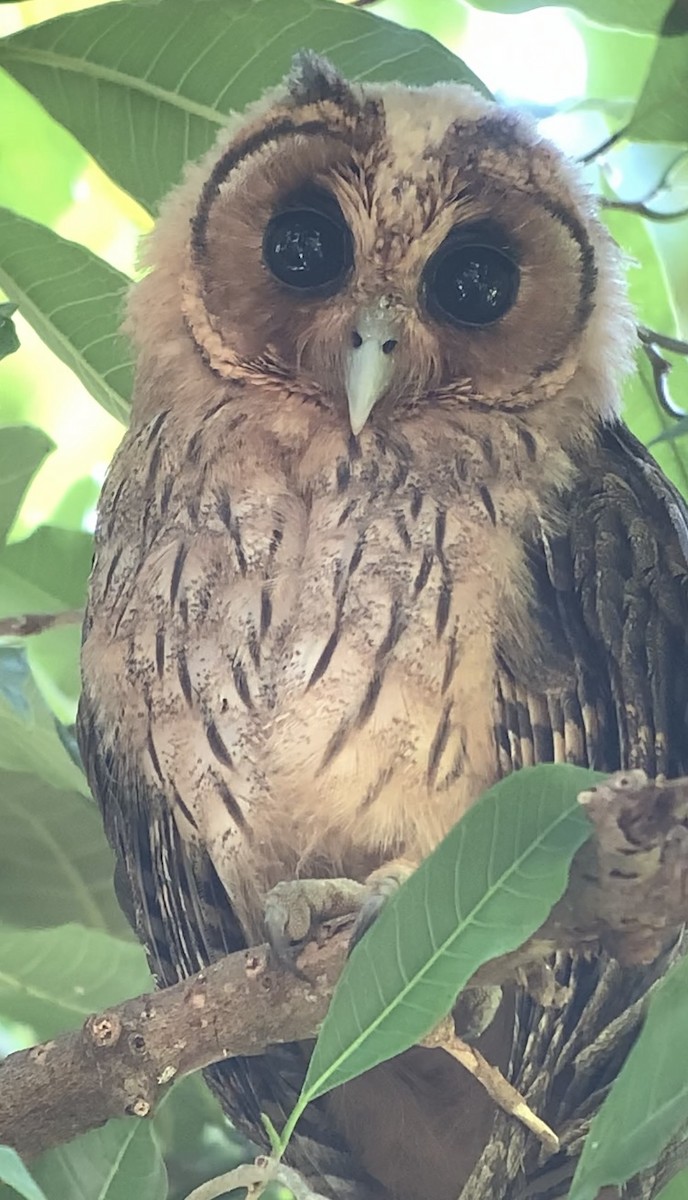 Jamaican Owl - Michele Burnat