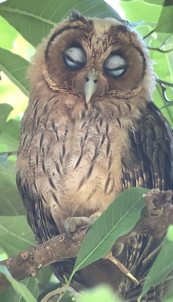 Jamaican Owl - ML618438146