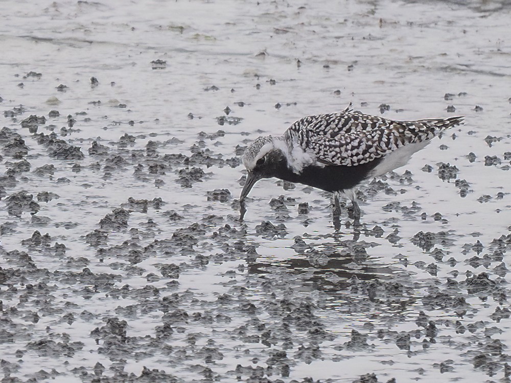 Black-bellied Plover - ML618438166