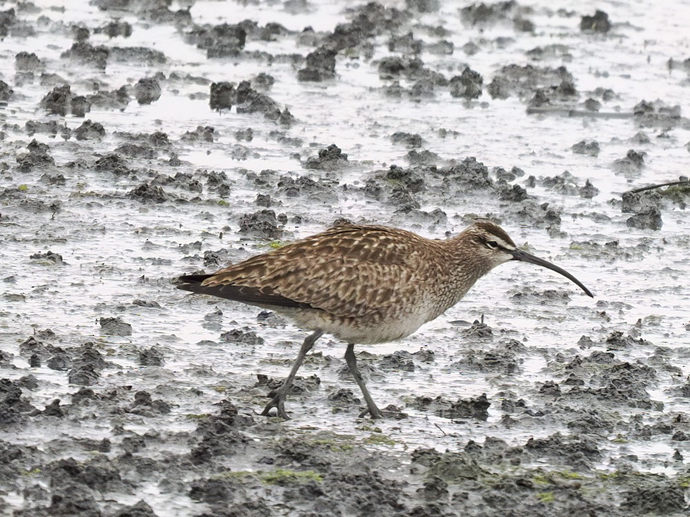 Whimbrel - Eleanor H Sarren