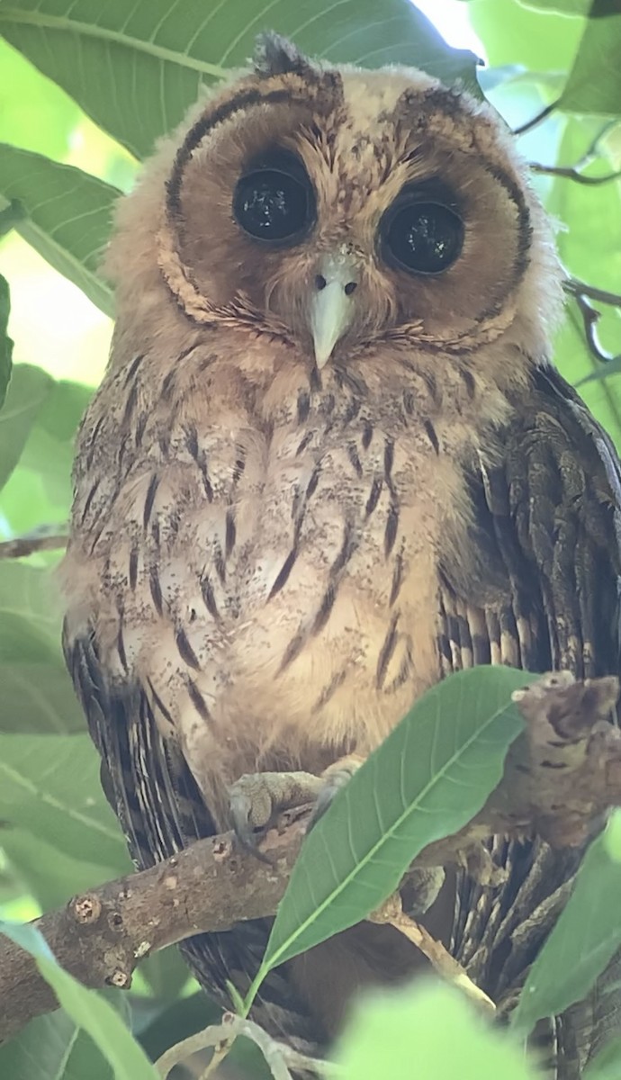 Jamaican Owl - ML618438181