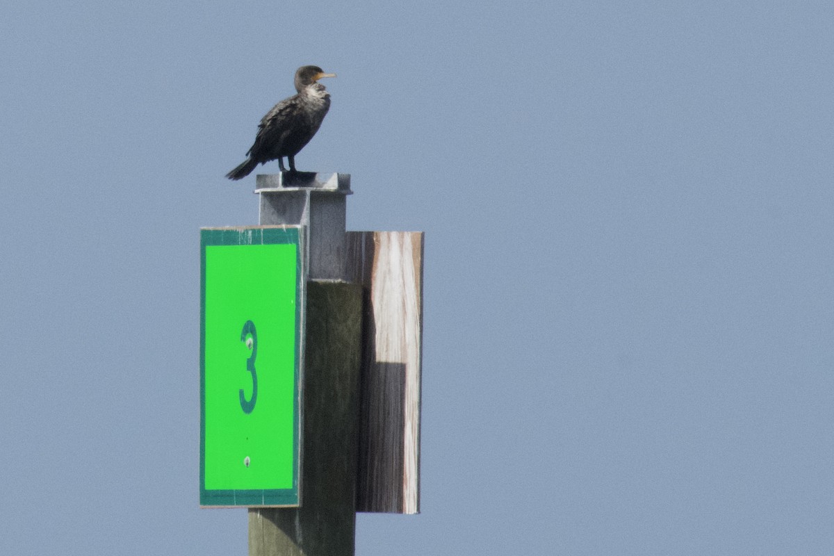 Double-crested Cormorant - ML618438185