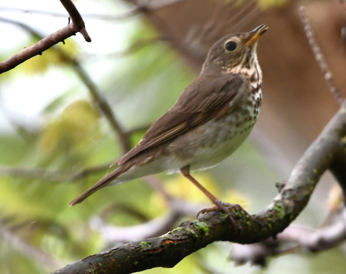 Swainson's Thrush - ML618438192