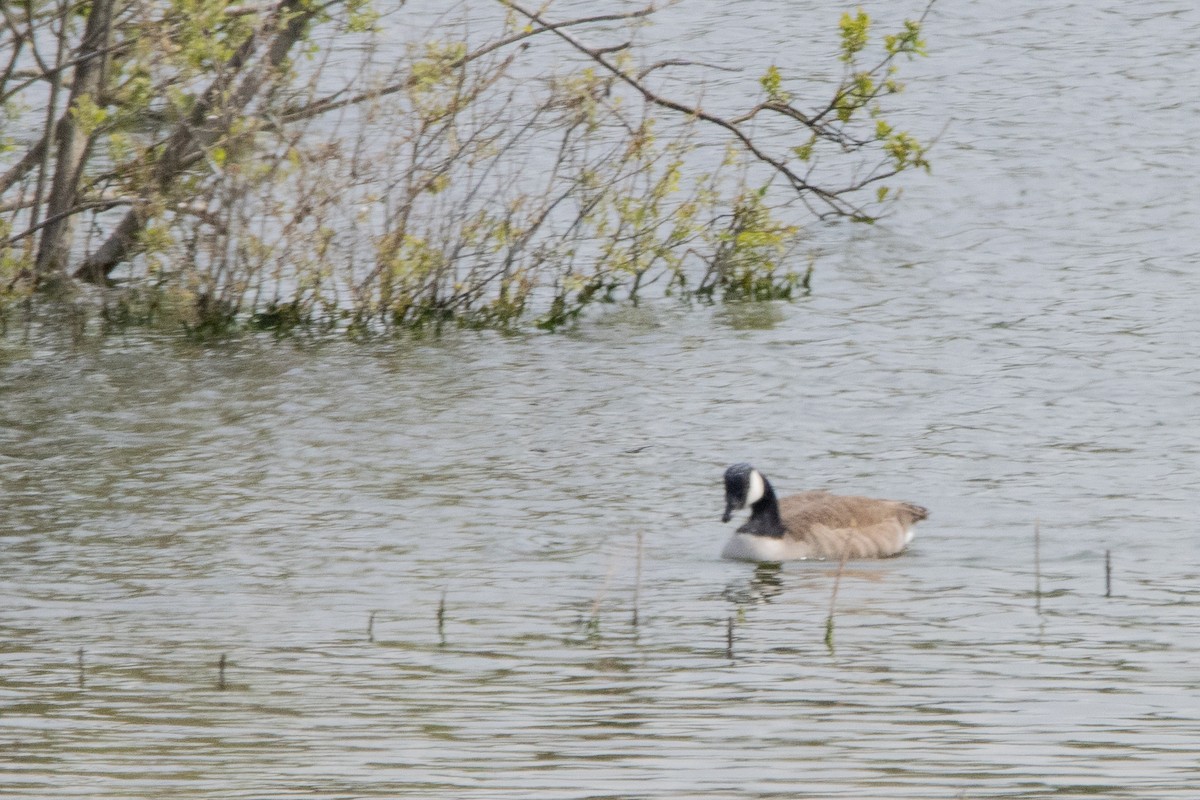 Canada Goose - ML618438194