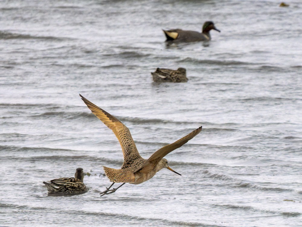 Marbled Godwit - Eleanor H Sarren