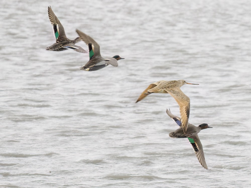 Marbled Godwit - ML618438202