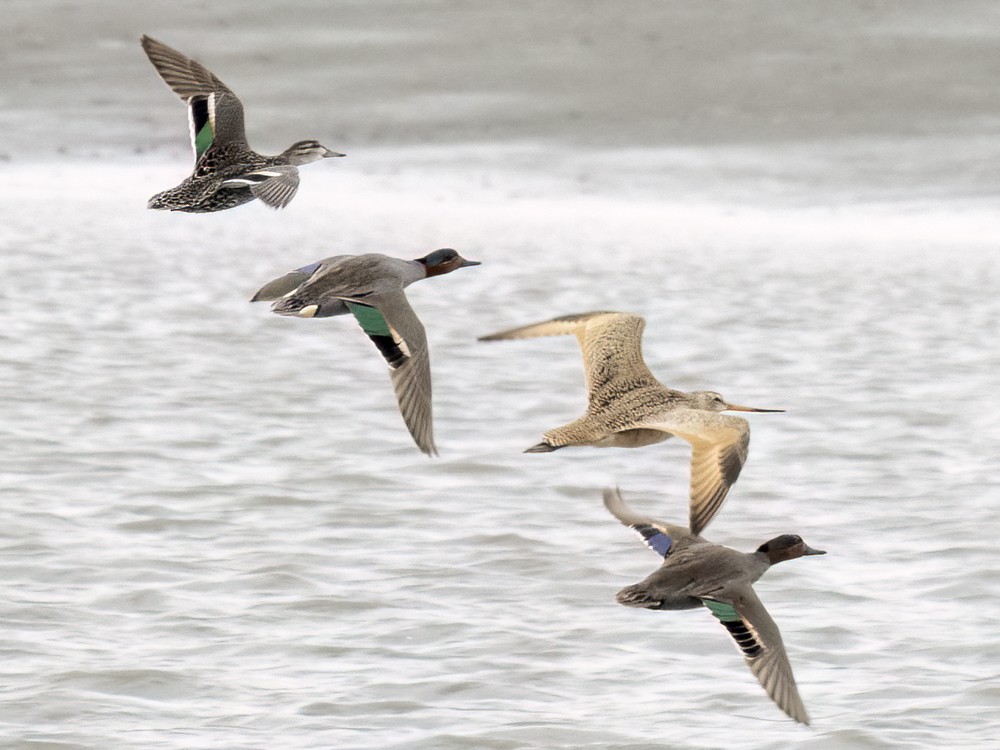 Marbled Godwit - ML618438203