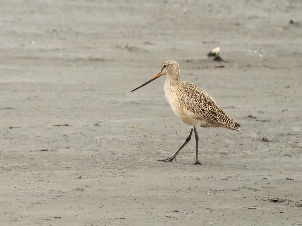 Marbled Godwit - Eleanor H Sarren