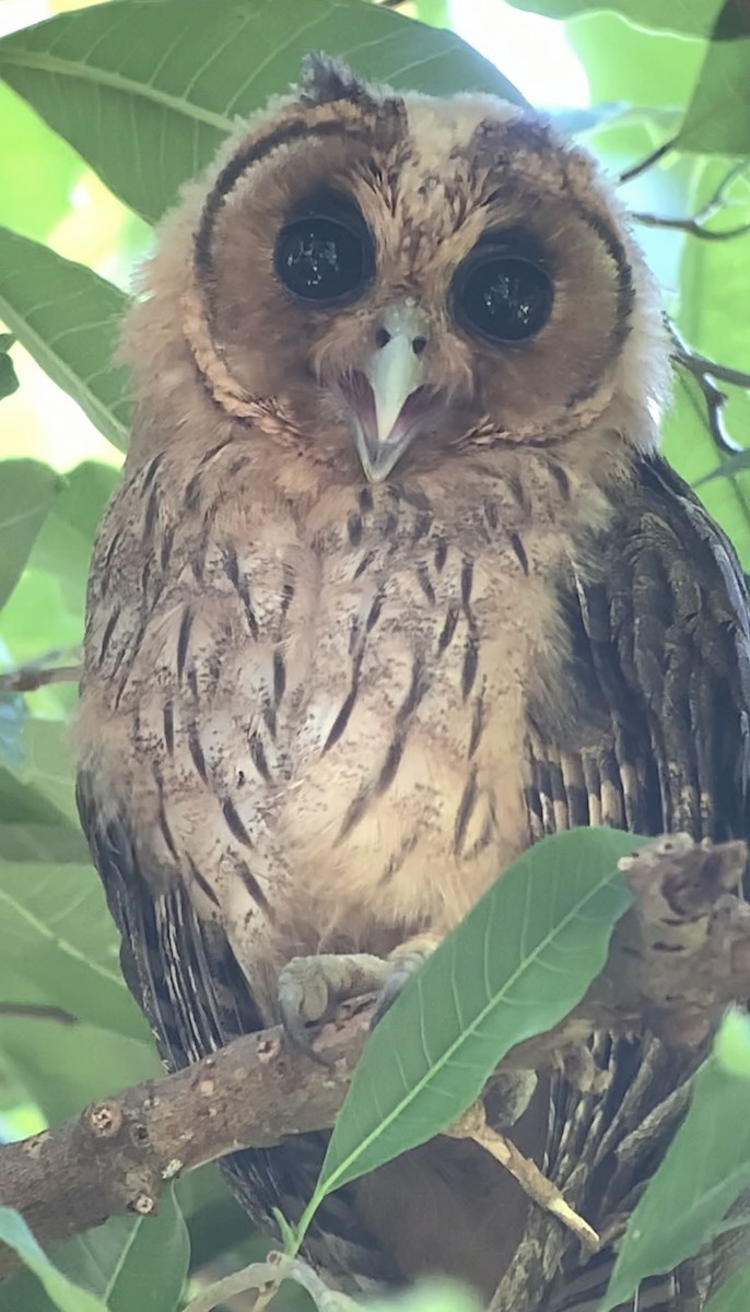 Jamaican Owl - ML618438209